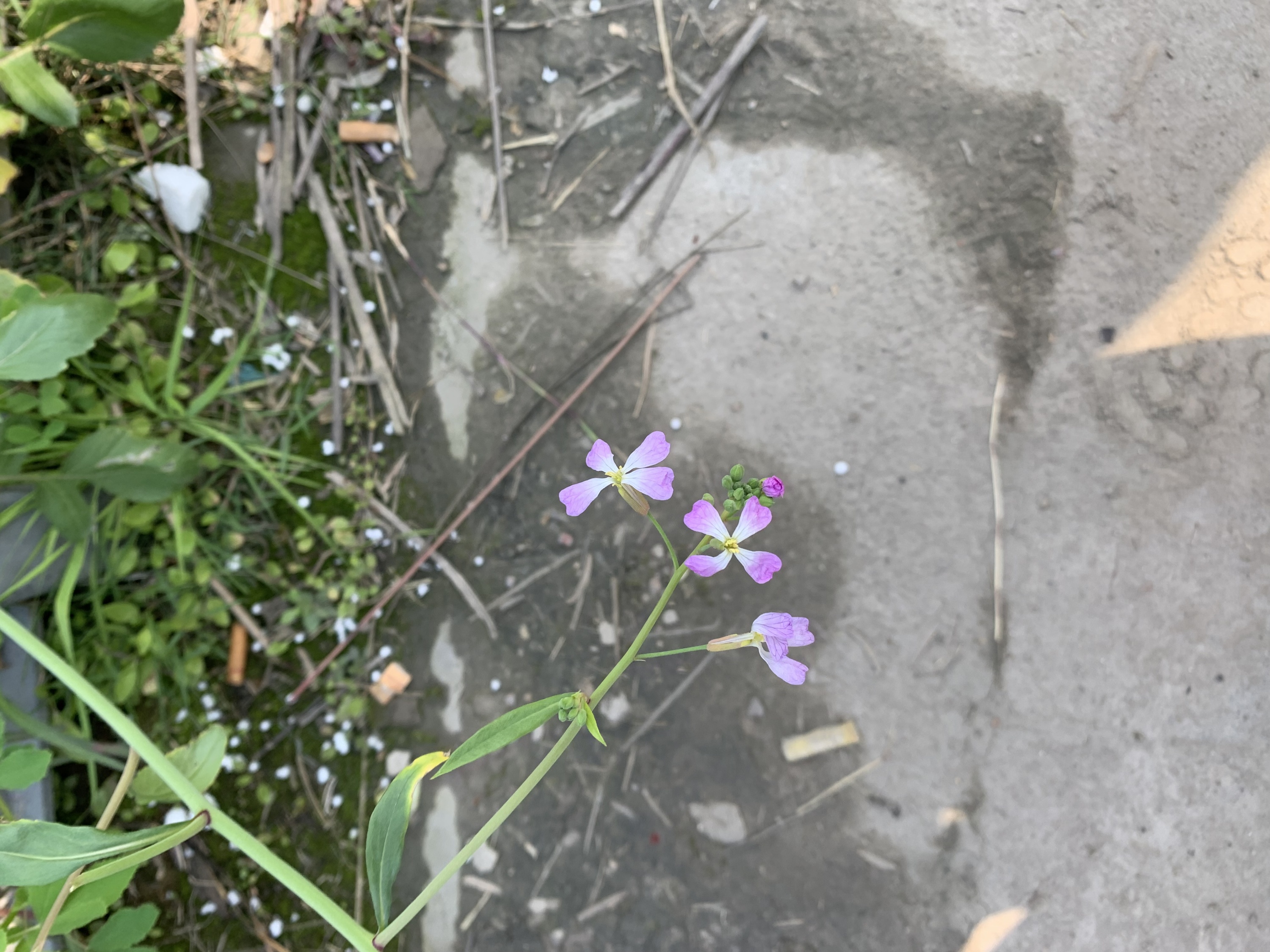 2025.3.23——今日所见之野花（沙滨路）