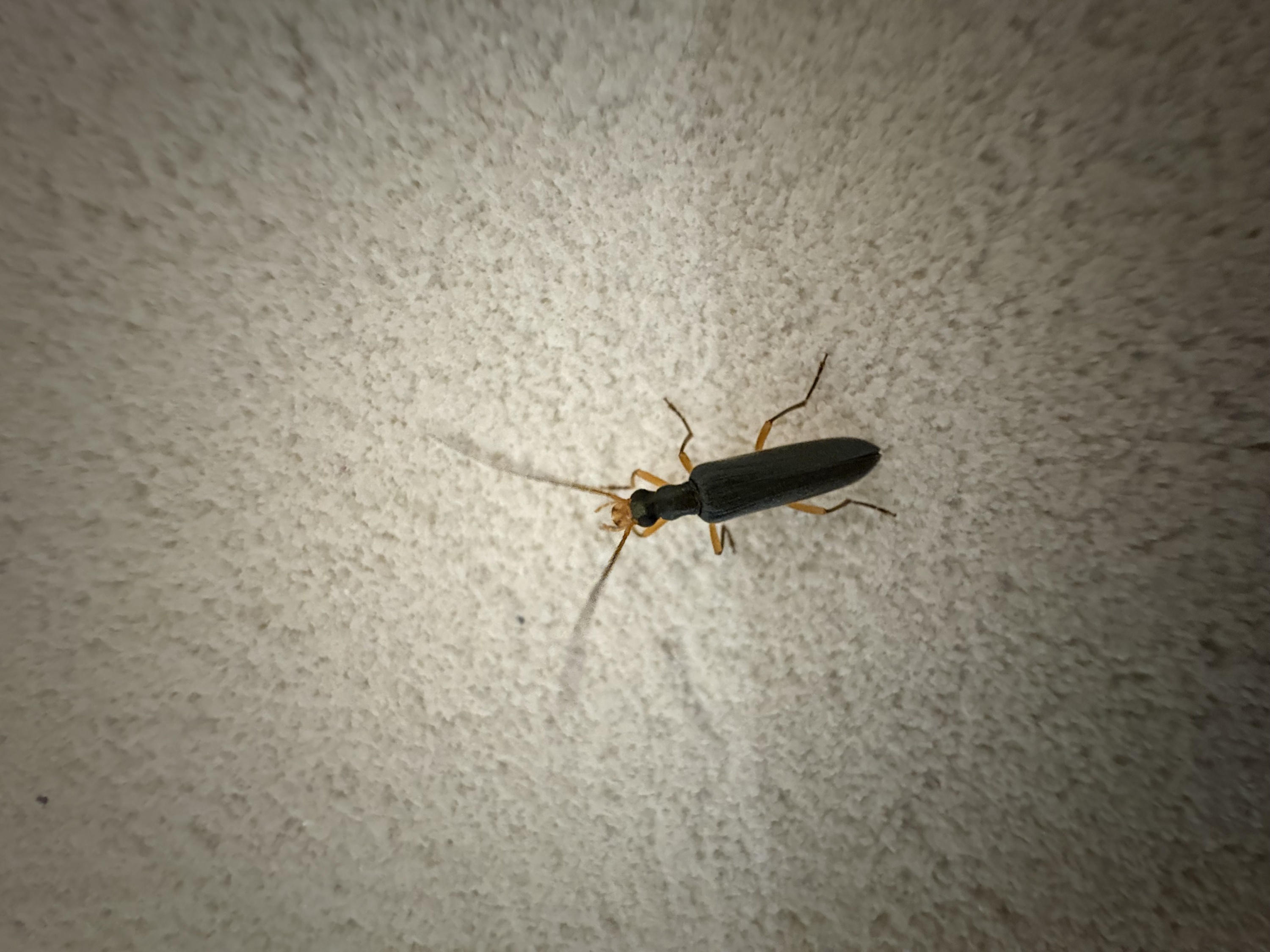 毕业旅行——武陵山里的有趣的虫子