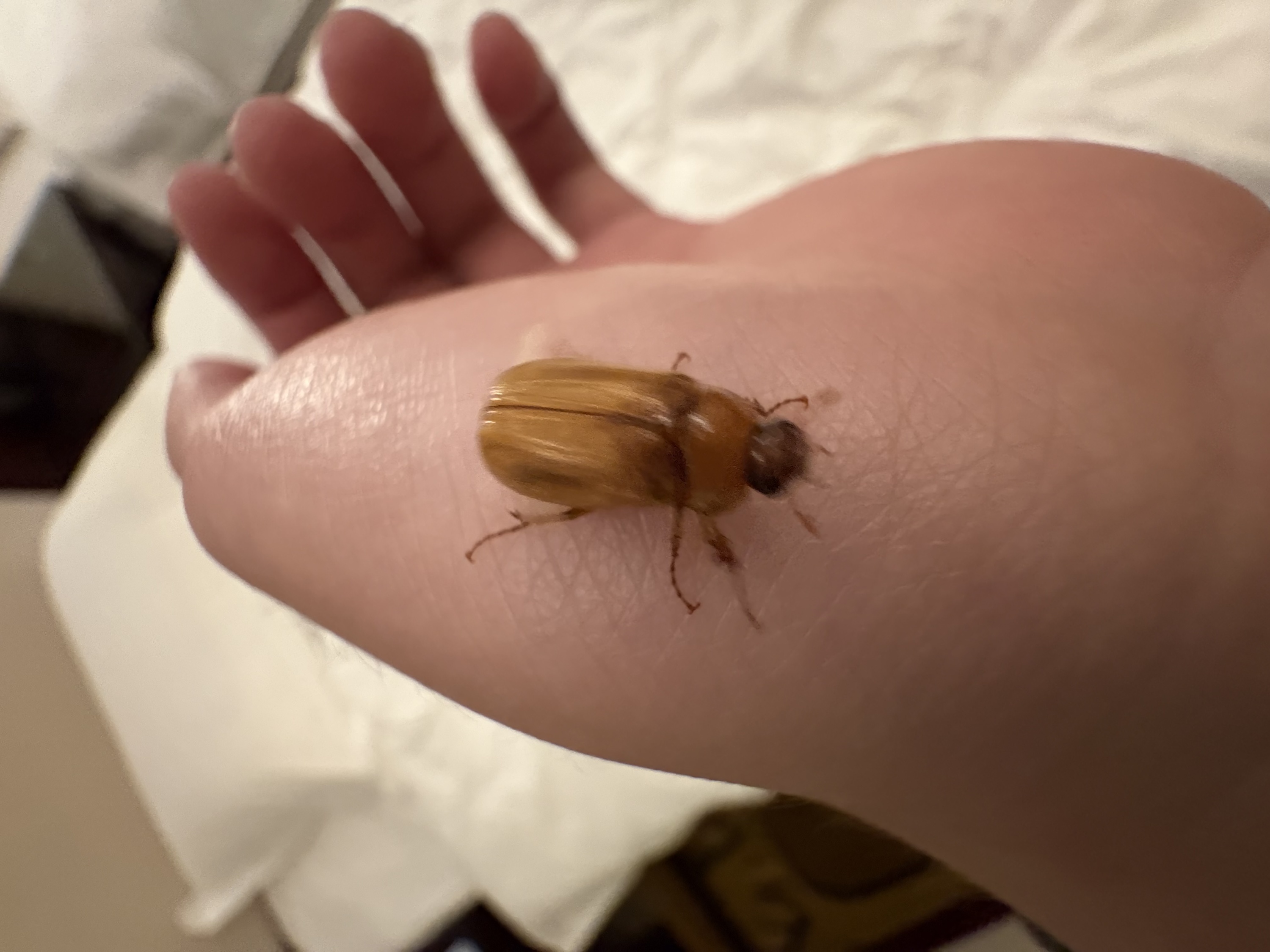 毕业旅行——武陵山里的有趣的虫子