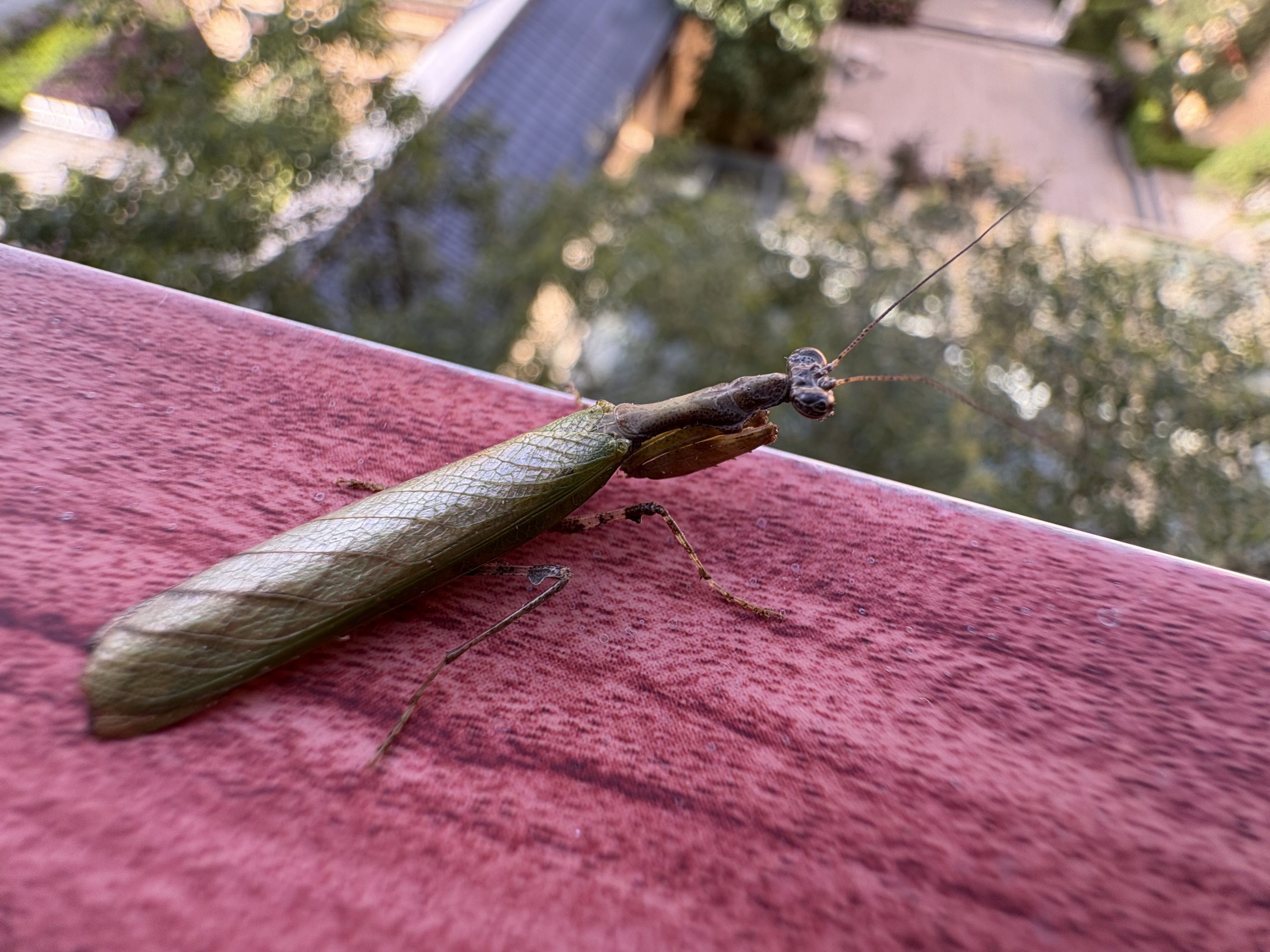 毕业旅行——武陵山里的有趣的虫子