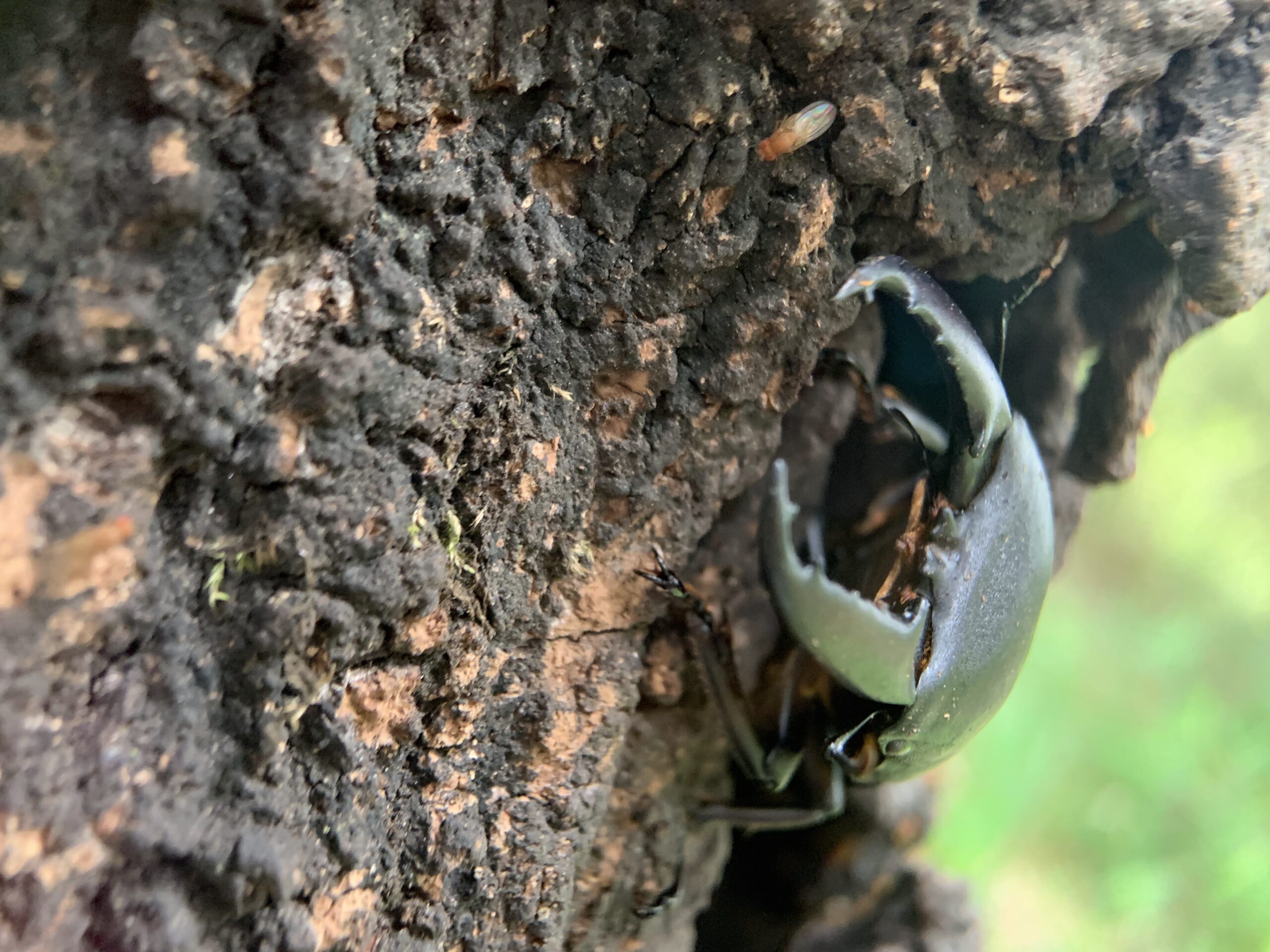 昆虫的口器——虫子真的吃人肉吗