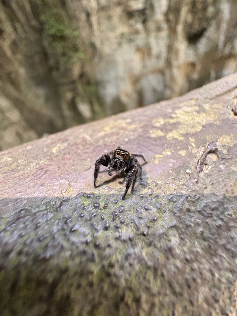 毕业旅行——武陵山里的有趣的虫子