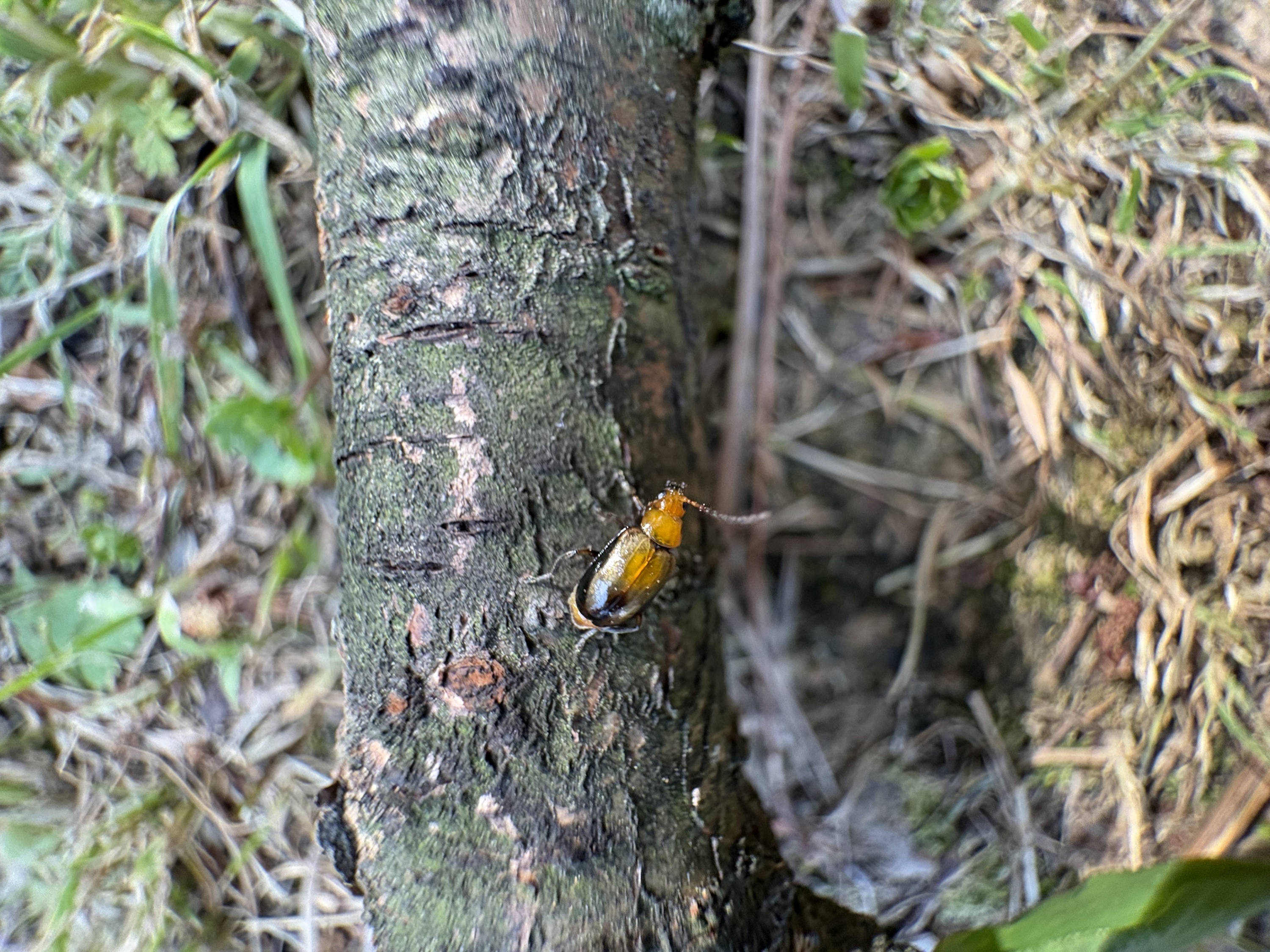 毕业旅行——武陵山里的有趣的虫子