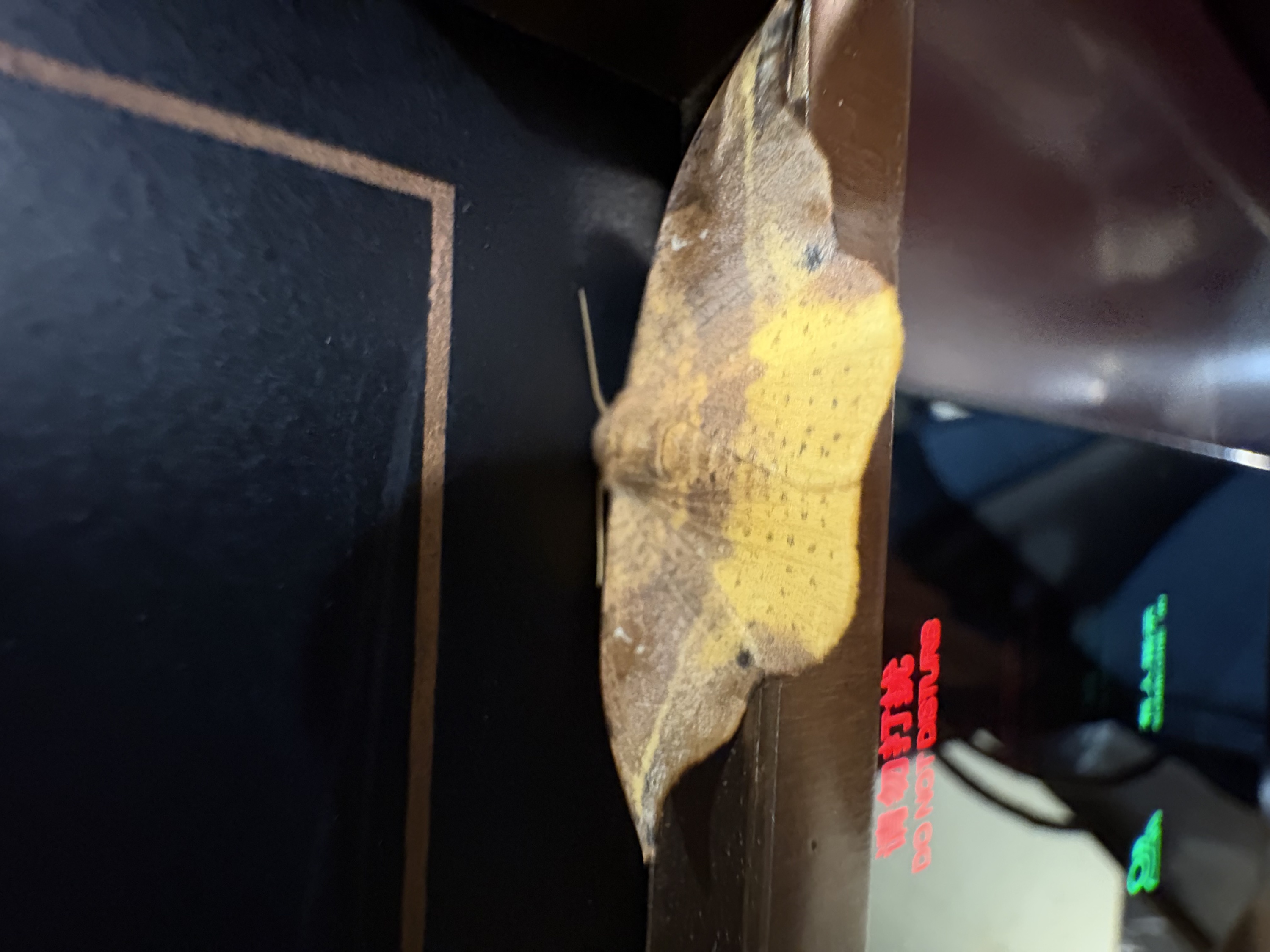 毕业旅行——武陵山里的有趣的虫子