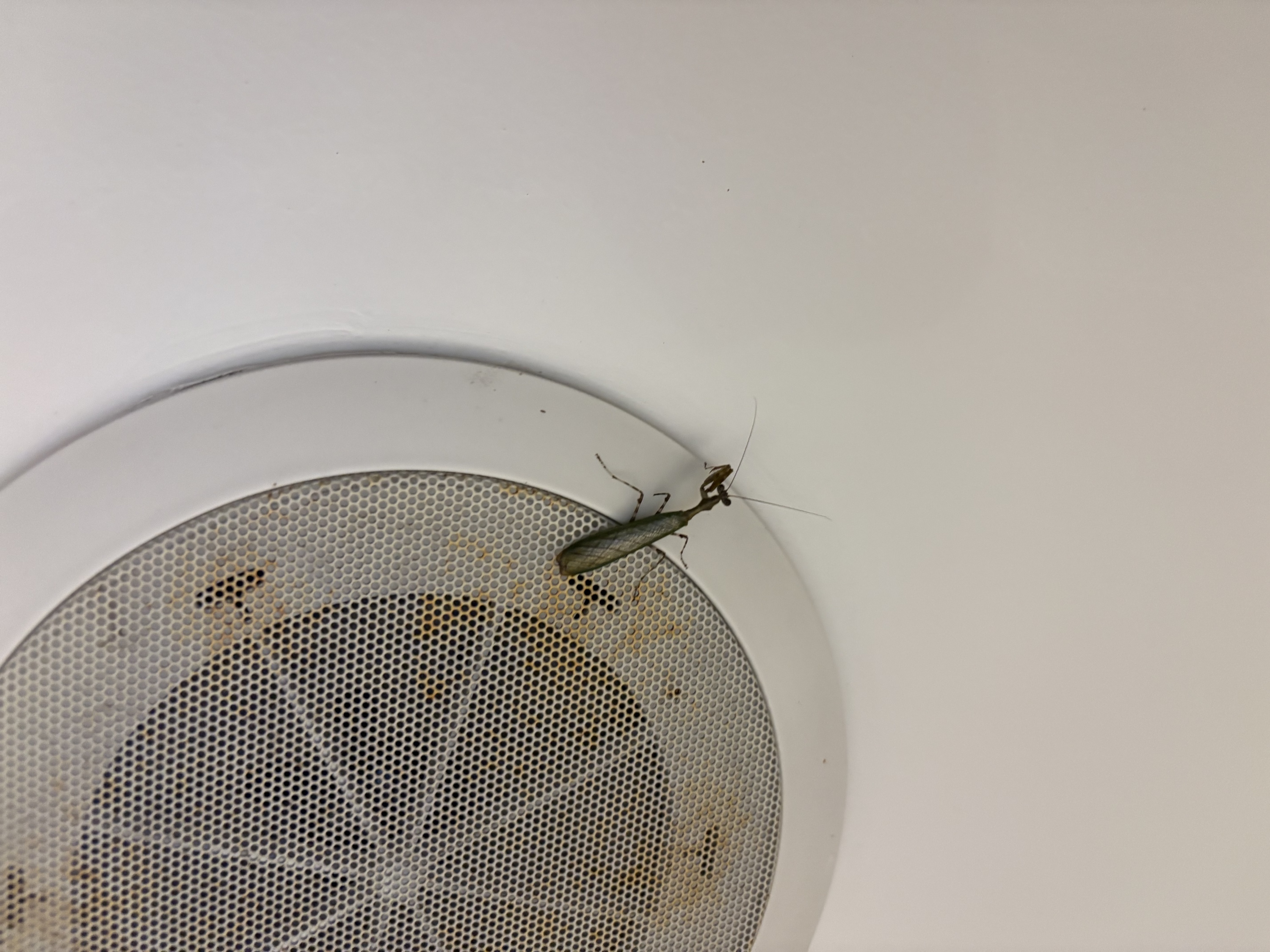 毕业旅行——武陵山里的有趣的虫子