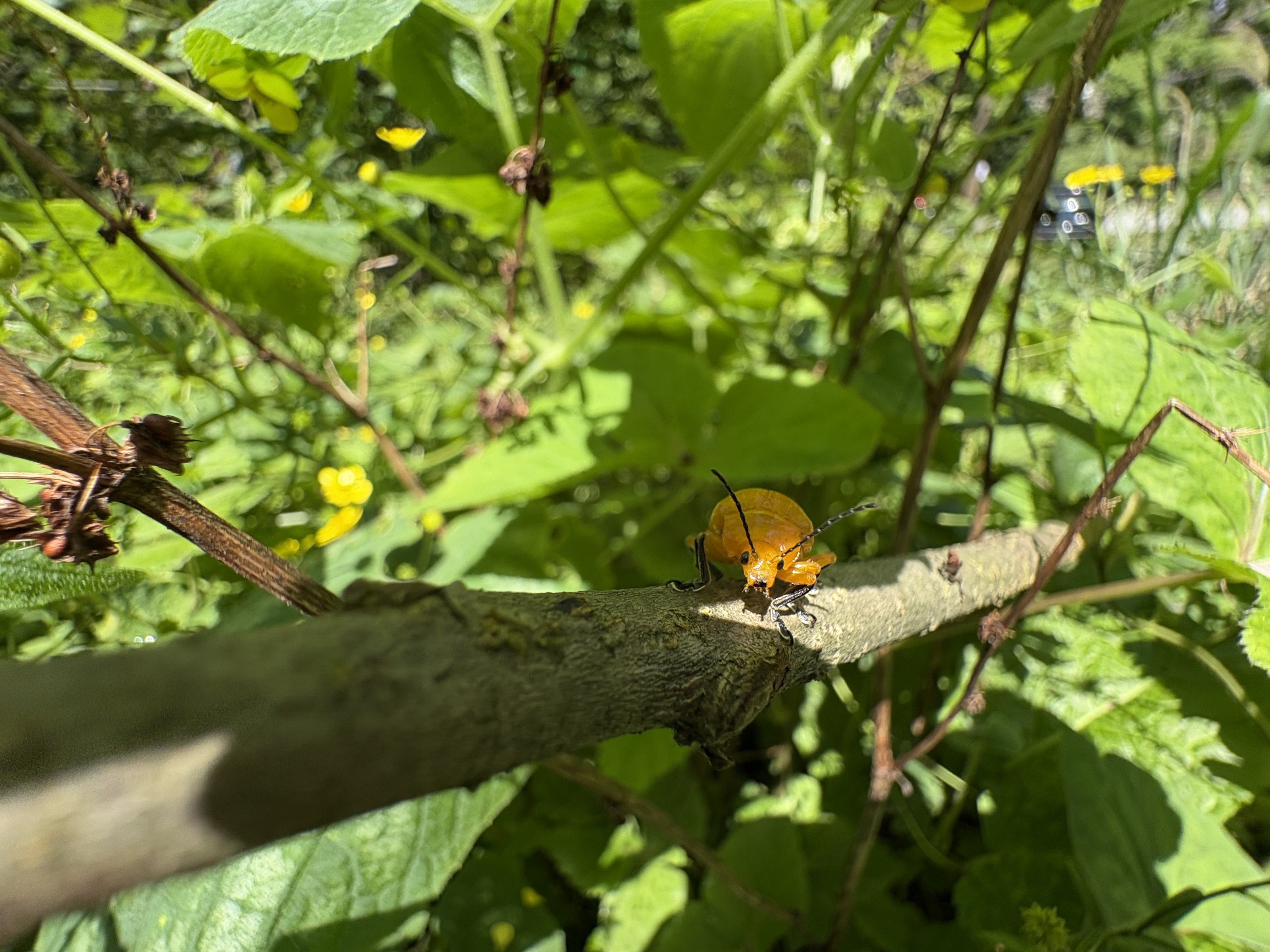 毕业旅行——武陵山里的有趣的虫子