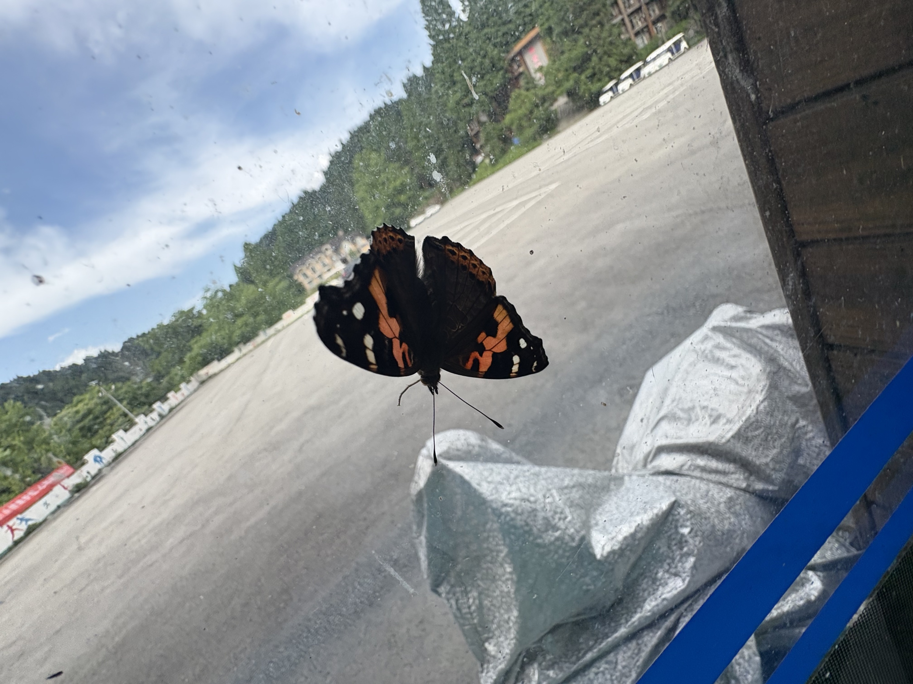 毕业旅行——武陵山里的有趣的虫子