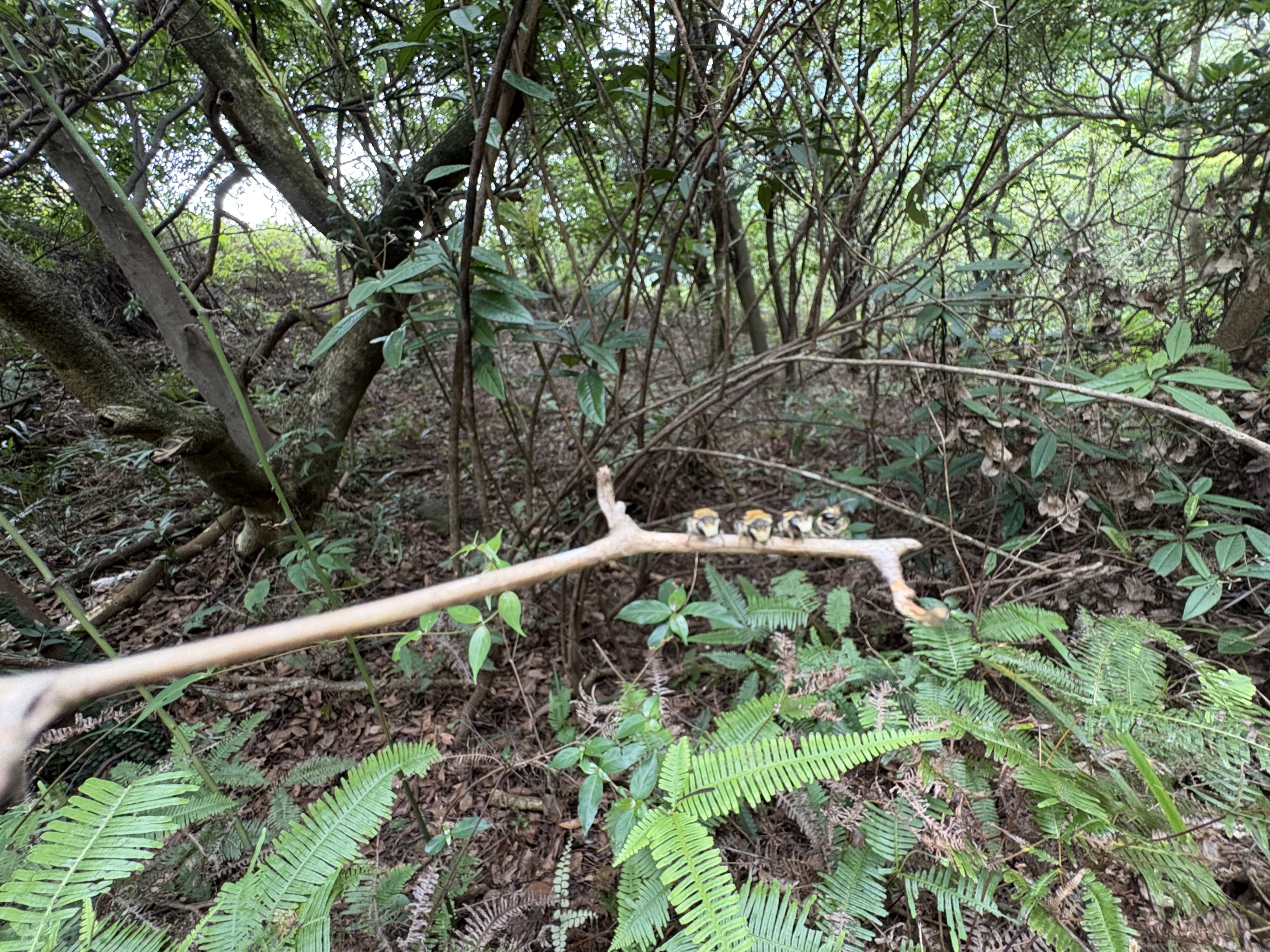 香港都市小虫