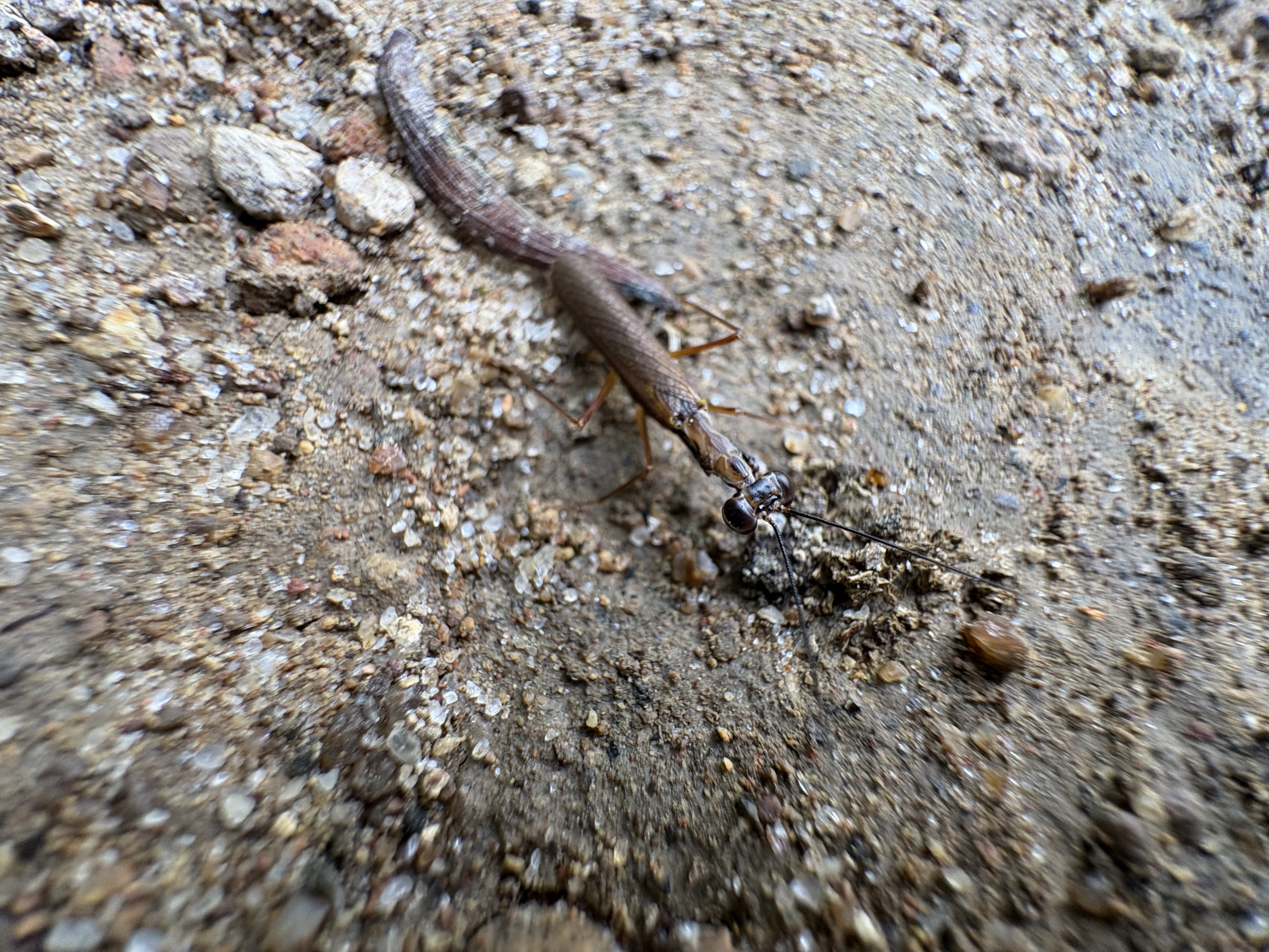 香港都市小虫