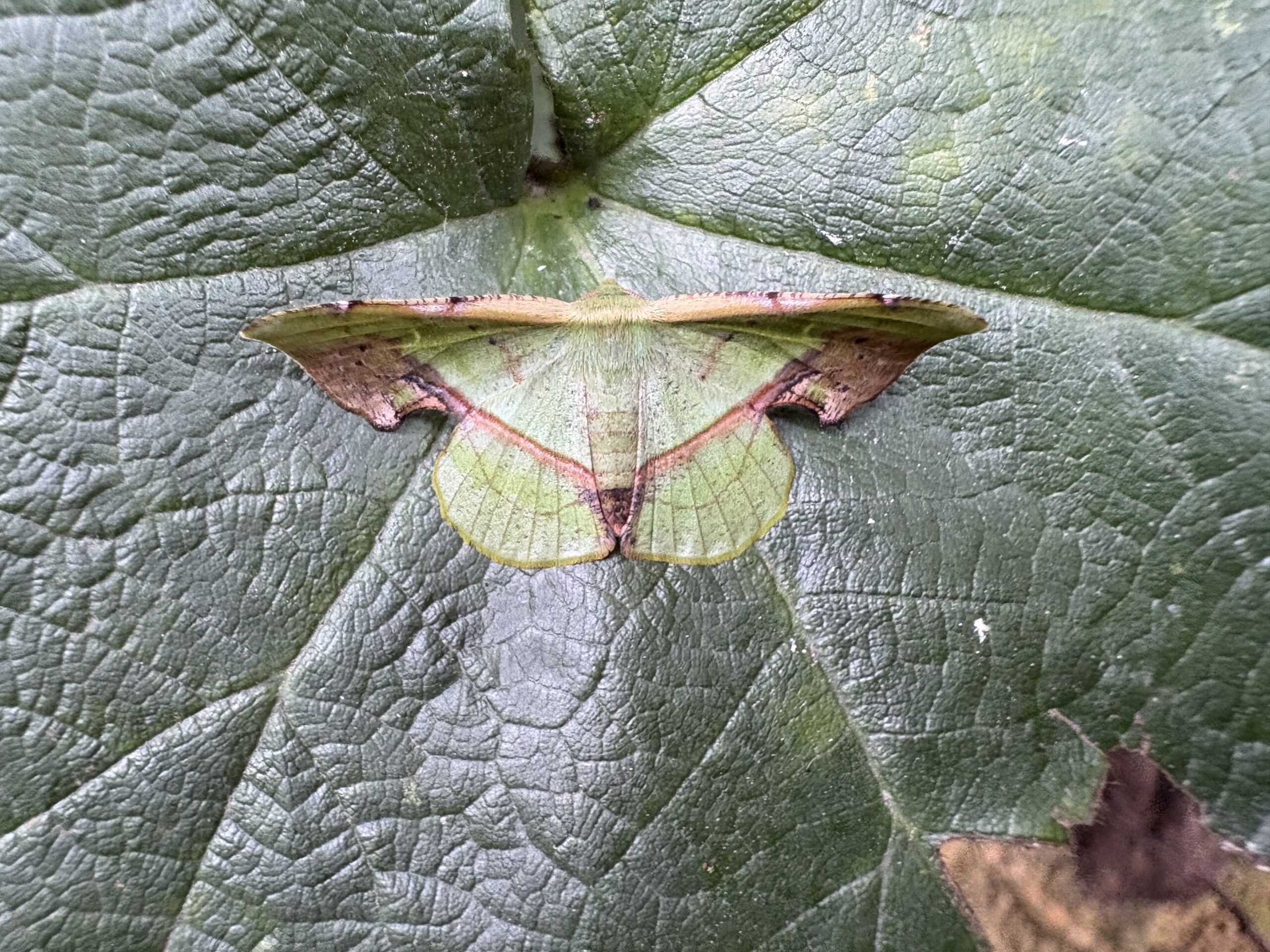 金佛山随意游（下）——全是大惊喜